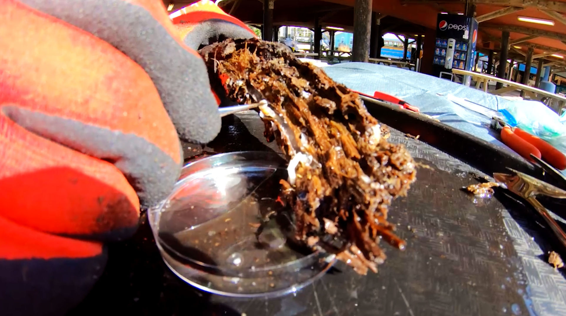 Shipworm